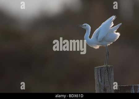 Snowy Silberreiher (Egretta unaufger) mit Gegenlicht in der Abenddämmerung, Palo Alto Baylands, Kalifornien, USA Stockfoto