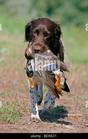 Kleines Munsterlander Abrufen einer Stockente Stockfoto