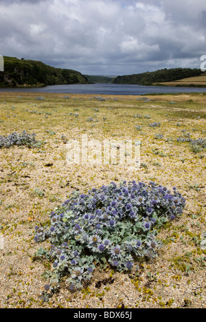 Loe bar Blick landeinwärts in Richtung Loe Pool mit Meer Holly; Cornwall Stockfoto