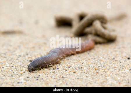 Wattwurm; Interpretation-Yachthafen; am Strand; Cornwall Stockfoto