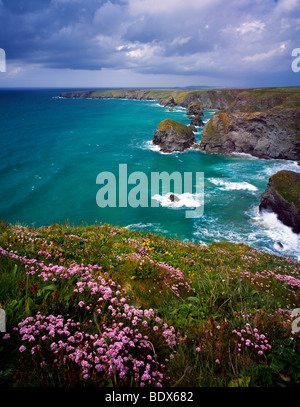 Frühlingsblumen auf der Carnewas Klippe mit Blick auf Bedruthan Stufen an der North Cornwall Küste in der Nähe von Newquay, Cornwall, England Stockfoto