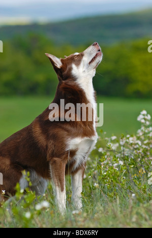 Lapponian Herder, Lapinporokoira oder Lapp Rentier Hund auf einer Blumenwiese Stockfoto