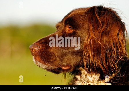 Kleines Munsterlander, portrait Stockfoto