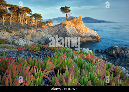 Einsamer Monterey-Zypresse und dem Pazifischen Ozean mit Ice-Werk. 17 Mile Drive. Pebble Beach, Kalifornien Stockfoto