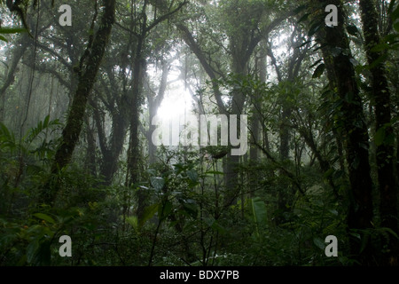 Eine Öffnung in den Baumkronen in den frühen Morgenstunden in den Nebelwald von Monteverde, Costa Rica. Stockfoto
