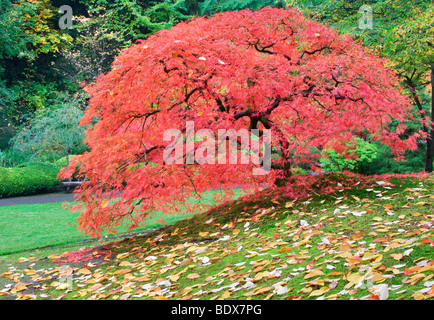 Japanischer Ahornbaum in Herbstfarben. Portland japanische Gärten. Oregon Stockfoto