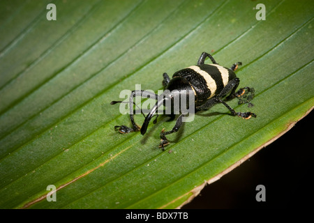 Schwarz / weiß gestreifte Käfer im Regenwald von Costa Rica Stockfoto