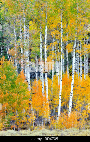 Fall colored aspen trees. Inyo National Forest. California Stockfoto