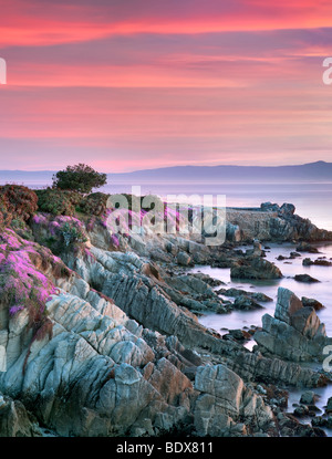 Sunrise und lila Ice Pflanzenblüten und Ozean. Pacific Grove, Kalifornien Stockfoto