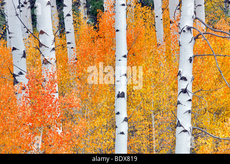 Nahaufnahme von Herbst farbige Espe Bäume. Inyo National Forest. California Stockfoto
