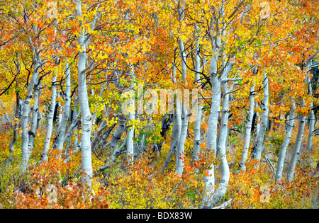 Nahaufnahme von Herbstfarben und Espe Baumstämme. Inyo National Forest. California Stockfoto