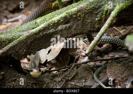 Eine gesprenkelte Racer Schlange (Drymobius Margaritiferus) hält inne, als er unter eine Wurzel geht. Fotografiert in Costa Rica. Stockfoto