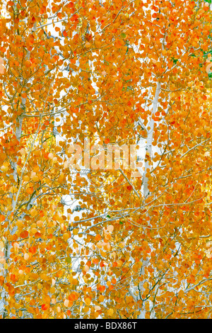Nahaufnahme von Herbst farbige Espe Bäume. Inyo National Forest. California Stockfoto