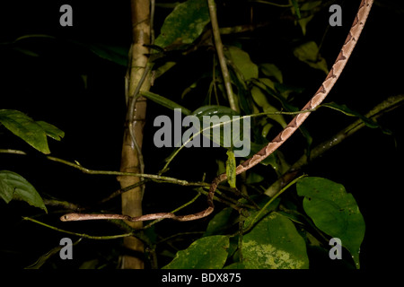 Eine arboreal Blunthead Baumschlange (Imantodes Cenchoa) unterwegs. Fotografiert in Costa Rica. Stockfoto