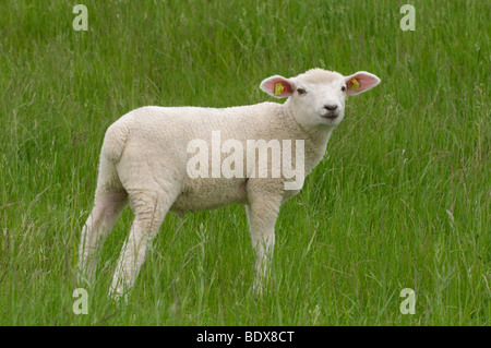 Lamm, stehend auf dem Rasen und mit Blick auf den Betrachter, Deich, Ostfriesland, Niedersachsen, Deutschland, Europa Stockfoto