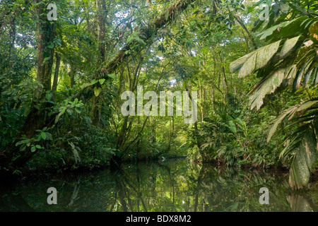 Rückstau Zufluss eines Flusses im tropischen Tieflandregenwald des Tortuguero Nationalparks in Costa Rica. Stockfoto