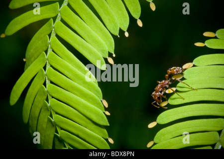 Pseudomyrmex Ameisen auf ein Megaphon Acacia Beltian Körper für Nahrung zu sammeln. Stockfoto