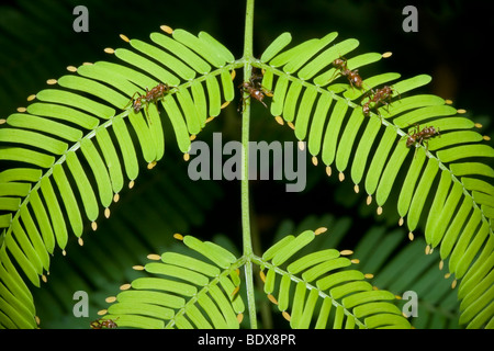 Pseudomyrmex Ameisen auf ein Megaphon Acacia Beltian Körper für Nahrung zu sammeln. Stockfoto