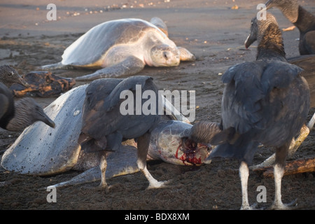 Mönchsgeier Kommissionierung auf das Gerippe einer Olive Ridley Meeresschildkröten während einer anderen Schildkröte klettert oben Strand hinter. Stockfoto