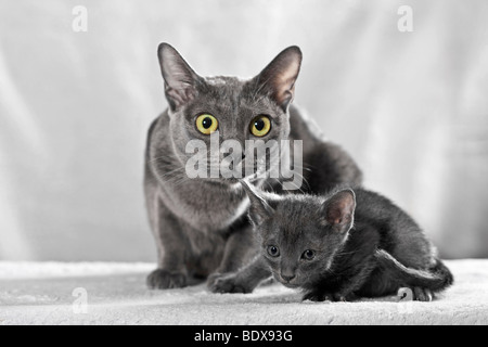 Korat Katze mit Kätzchen, 5 Wochen Stockfoto