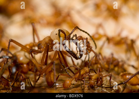 Ein vergleichsweise kleine Armee Ameise Arbeiter klammert sich an die gewaltige Kiefer eines Soldaten. Ordnung Hymenoptera, Familie Ameisen. Stockfoto