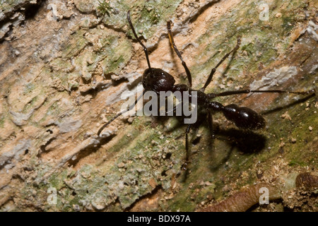 Hochgiftige Bullet Ant im Tiefland tropischen Regenwald von Costa Rica. Stockfoto