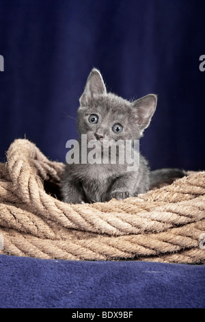 Korat Kätzchen, 5 Wochen, sitzen in einem Seil Stockfoto