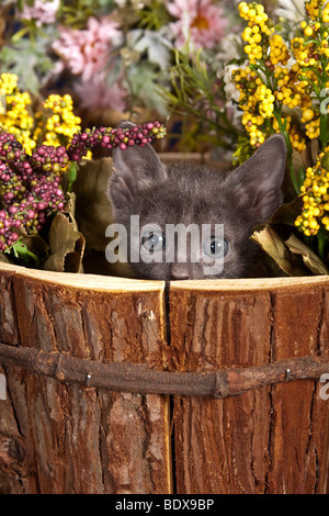 Korat Kätzchen, 5 Wochen, sitzen in einem Blumentopf Stockfoto