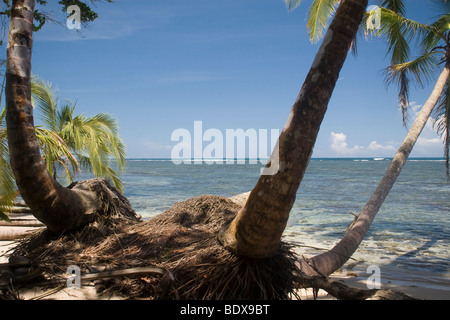 Kokospalmen an einem karibischen Strand. Fotografiert in Costa Rica. Stockfoto