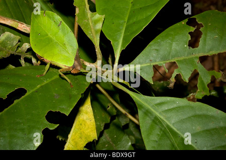 Eine gut getarnte Grashuepfer Bestellung Orthopteren, Familie Tettigoniidae. Fotografiert in Panama. Stockfoto