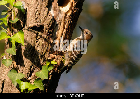 Japanische Pygmäen Specht (Dendrocopos Kizuki) außerhalb ein Nest Hohlraum, Kyoto, Japan, Südostasien, Asien Stockfoto