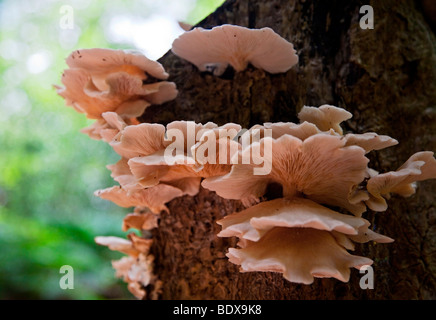Austernpilze auf alten Baumstumpf Stockfoto