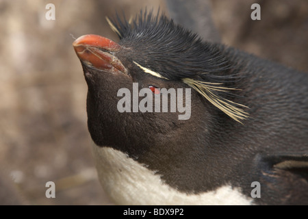 Western Felsenpinguin (Eudyptes Chrysocome), Falkland-Inseln Stockfoto