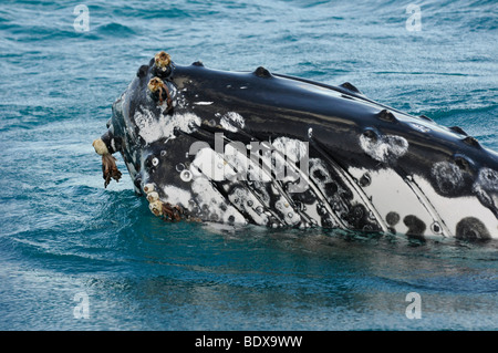 Kopf eines Buckelwal (Impressionen Novaeangliae) mit Entenmuscheln, Hervey Bay, Queensland, Australien Stockfoto