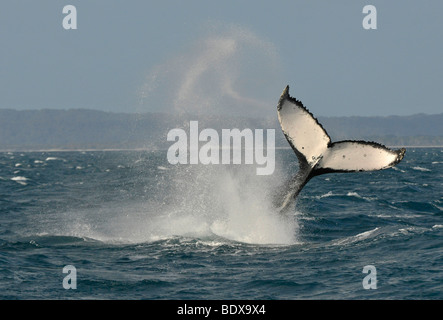 Artspezifische Rute schlagen, Schlag der Schwanzflosse eines Buckelwal (Impressionen Novaeangliae) vor Fraser Island, Herve Stockfoto