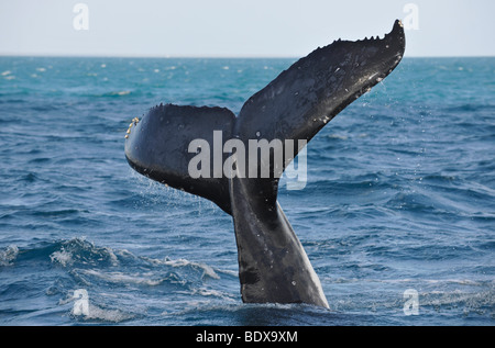 Artspezifische Rute schlagen, Schlag der Schwanzflosse eines Buckelwal (Impressionen Novaeangliae) vor Fraser Island, Herve Stockfoto