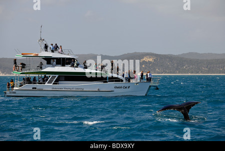 Whale Watching, Schweif eines Buckelwal (Impressionen Novaeangliae) vor Fraser Island, Hervey Bay, Queensland, Australien Stockfoto