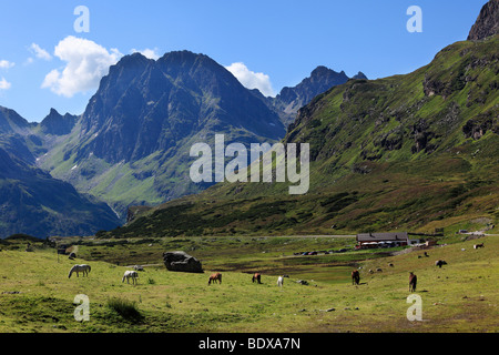 Pferde auf Almgrund, alpinen Weiden, Alpe Vermunt, Grossvermunt, Montafon, Vorarlberg, Österreich, Europa Stockfoto