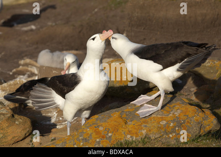 Black-browed Albatrosse oder Black-browed Mollymawks (Diomedea Melanophris), Falkland-Inseln, Südamerika Stockfoto