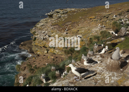 Black-browed Albatrosse oder Black-browed Mollymawks (Diomedea Melanophris), Falkland-Inseln, Südamerika Stockfoto