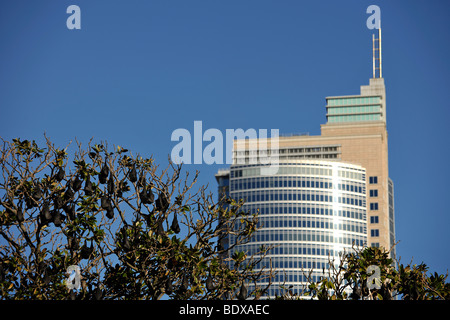 Flughunde, auch Flughunde (Pteropus), hängen im Baum, Sydney, New South Wales, Australien Stockfoto