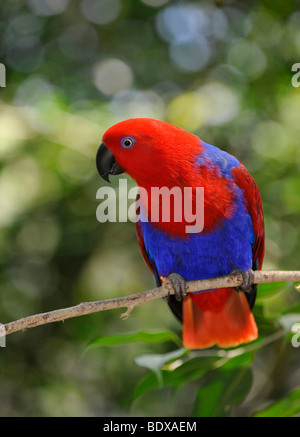 Eclectus Papagei Eclectus Roratus), Weiblich, Australien Stockfoto