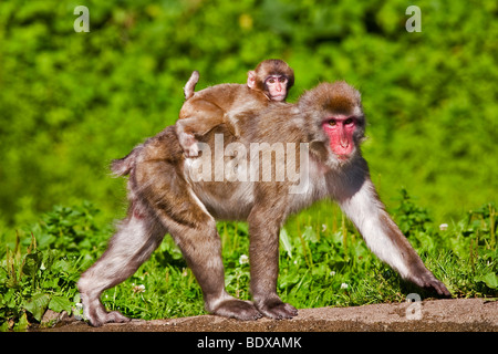 Japanischen Makaken (Macaca Fuscata) mit baby Stockfoto