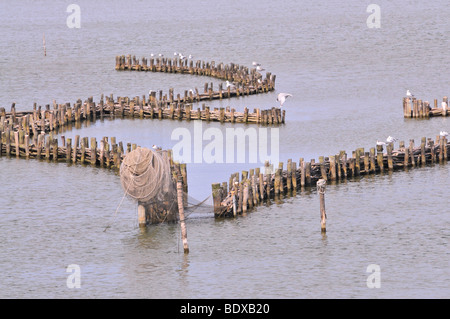 Hering Zäune in Kappeln am Fluss Schlei, Schleswig-Holstein, Norden, Deutschland, Deutschland, Europa Stockfoto