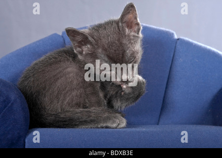 Korat Kätzchen auf einem Sofa sitzend, Pflege Stockfoto