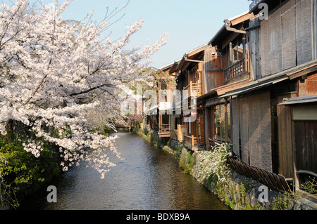 Kirschblüten in einem traditionellen Viertel Gion Bezirk, Kyoto, Japan, Asien Stockfoto