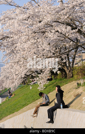 Berühmten Kirschblüten Kilometer entlang dem Fluss Kamo, Kyoto, Japan, Aisén Stockfoto