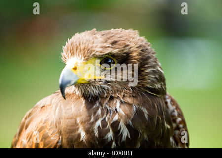 Harris Hawk, Parabuteo Unicinctus, früher bekannt als die Bay-winged Hawk oder Altrosa Hawk, Stockfoto