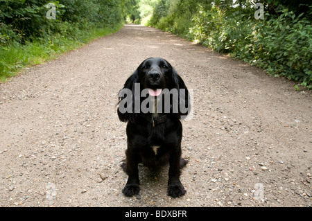 Working Cocker Spaniel Stockfoto