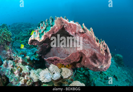 Riesiges Fass-Schwamm (Xestospongia Testudinaria), Indonesien Stockfoto